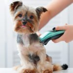 Your Puppy’s First Year in Sharjah: A Complete Veterinary Care Guide