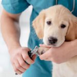 Understanding Pet Anxiety and Behaviour Problems: A Vet’s Guide for Pet Owners in Sharjah