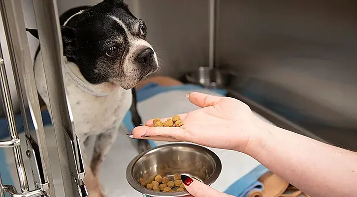 Nutritional Counseling at diamond claw veterinary clinic