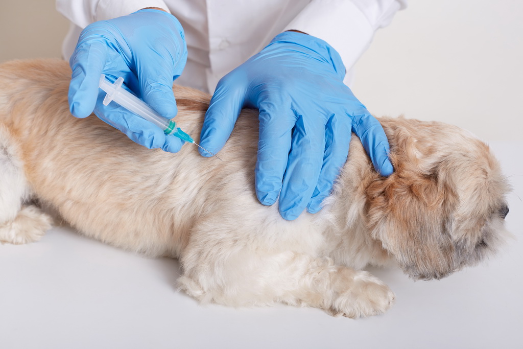 Pet vaccination at diamond Claw Veterinary Clinic