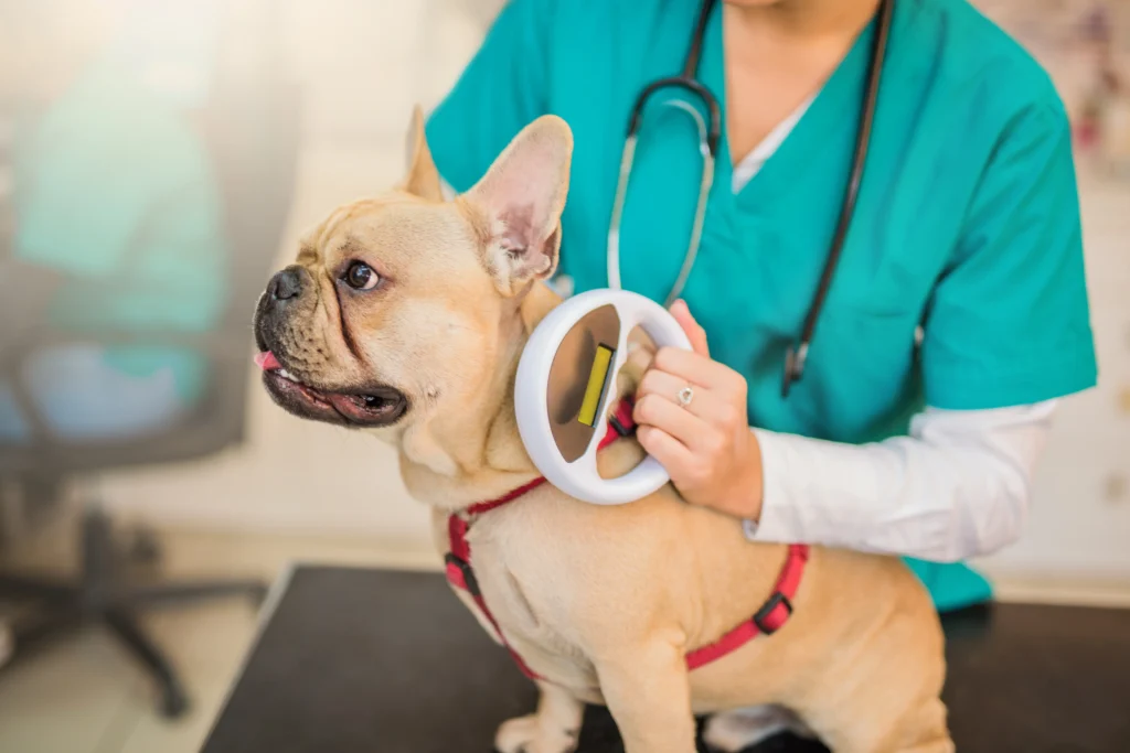 microchipping pet at diamond claw veterinary clinic