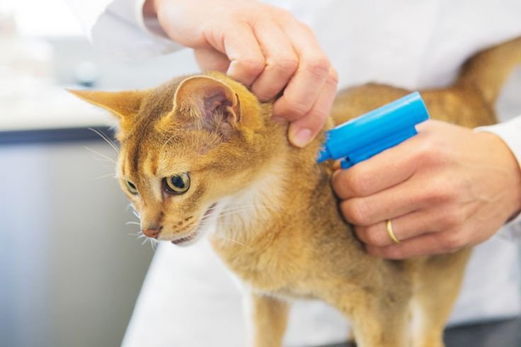 pet microchipping