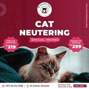 Cat Neutering