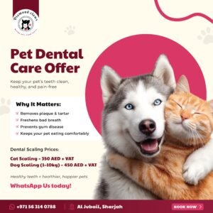 Dental Care Offer
