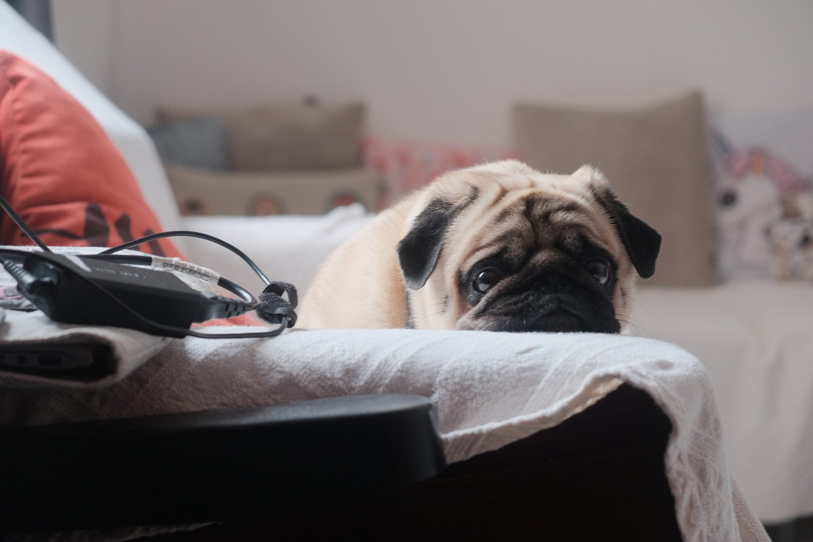 A cute little Pug resting its head on a white towel on the sofa
